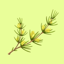 Rooibos